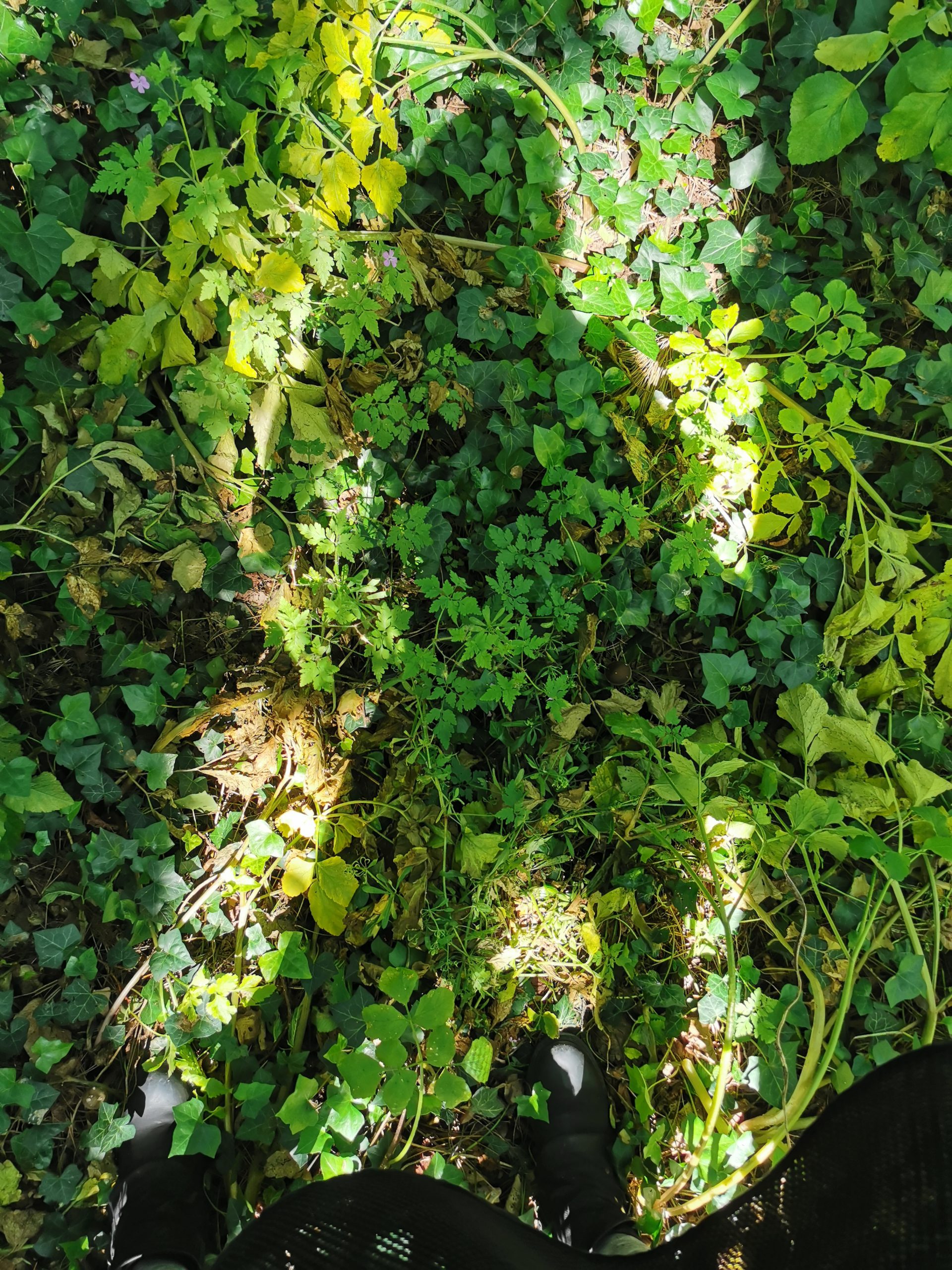 Secrets of the  Magical Mind 1: The Forest Fairy Awakens