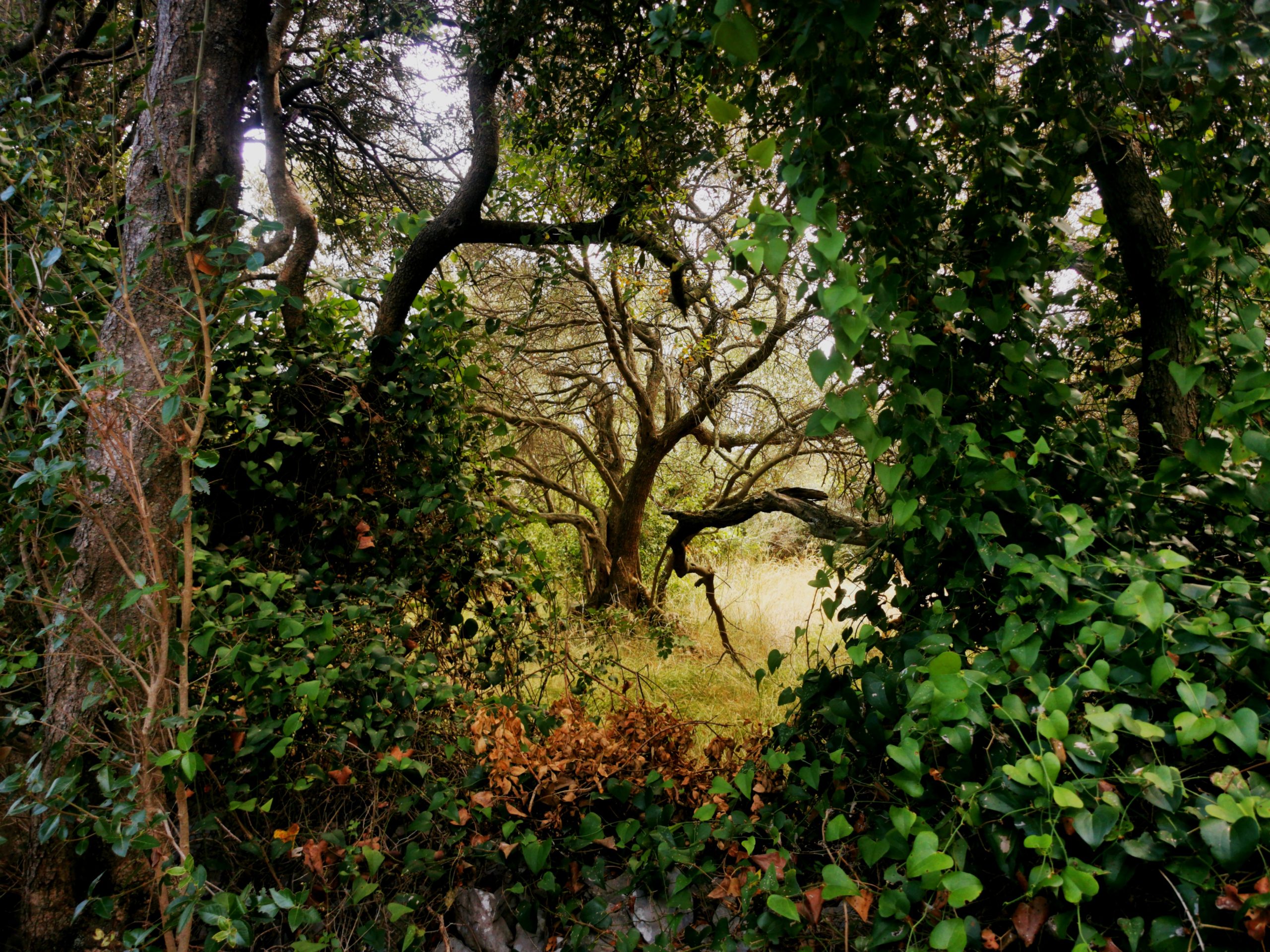 A moss-covered, gnarled tree resembling a sleeping Ent, surrounded by dense greenery and twisting branches in a forest clearing Photo evokes a sense of ancient life and mystery.