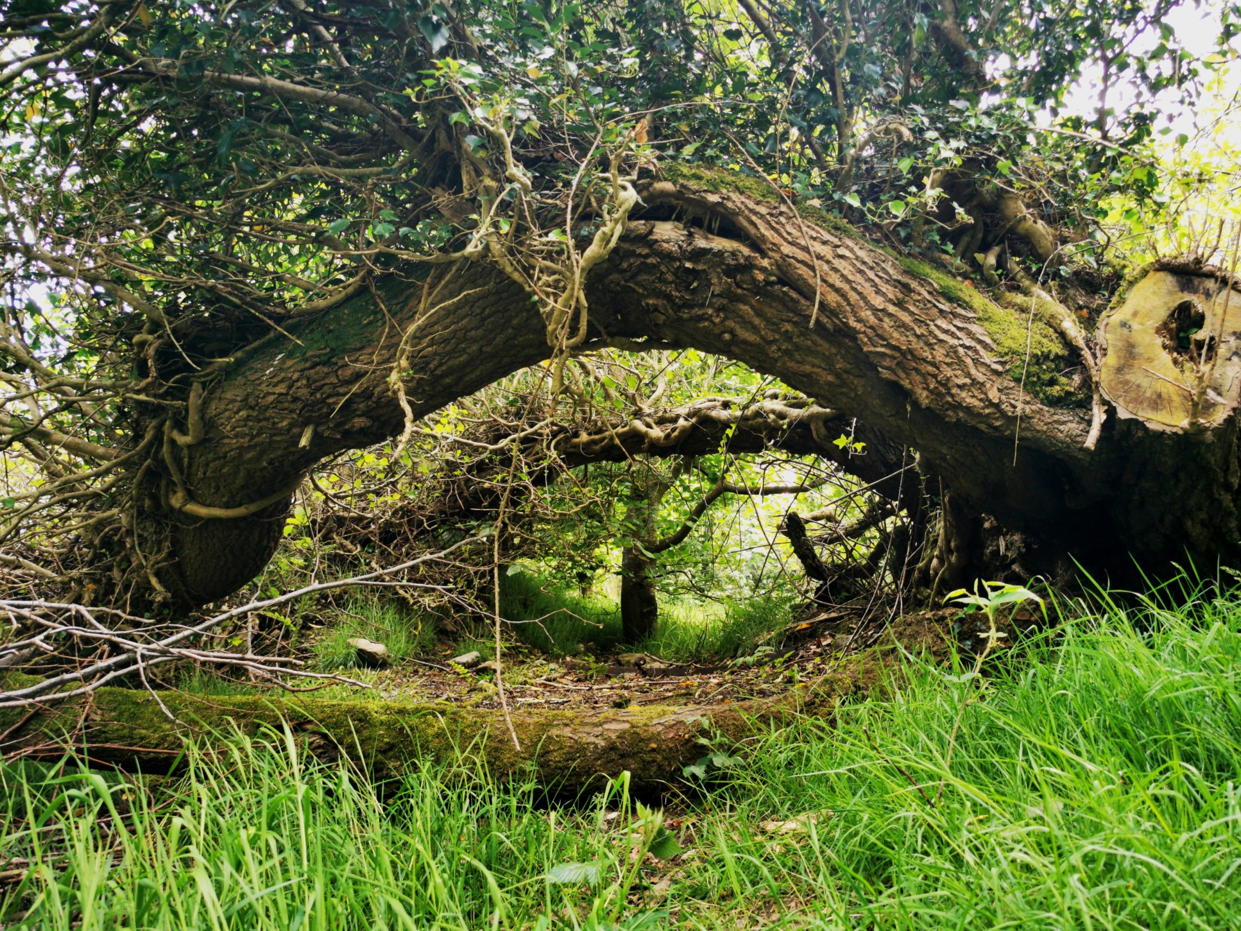 Secrets of the Magical Mind 2:Guardian of the Forest’s Heart